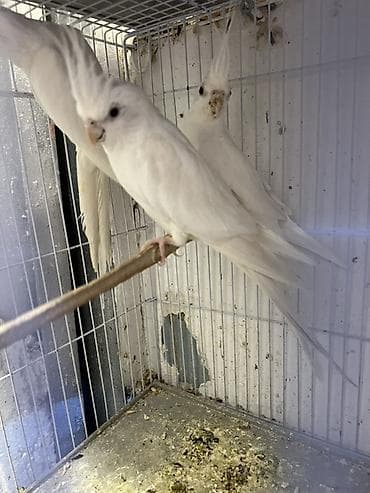 korella balasi: Yanaqsiz qirmizi goz korellalar,1 yawda olanda var,hazir cutlerde — 3