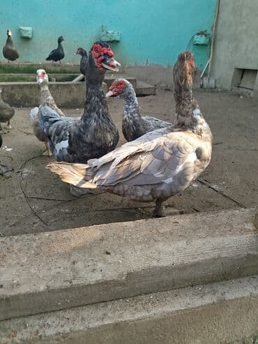 Lavanda sortu . 4aylıq ördəklər ata ana şəkildəkilərdi qiymət birnə