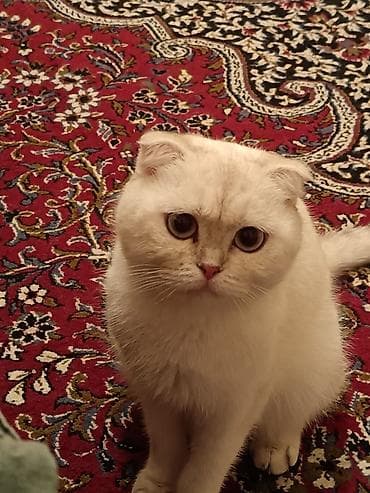 anqora pişik: Şotland — 3