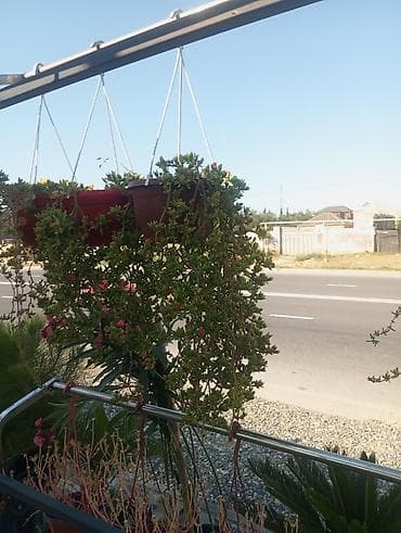 пальма: Çiçək və dekorativ bitkilər – saksıda Məhsul təsviri: - Saksıda — 7