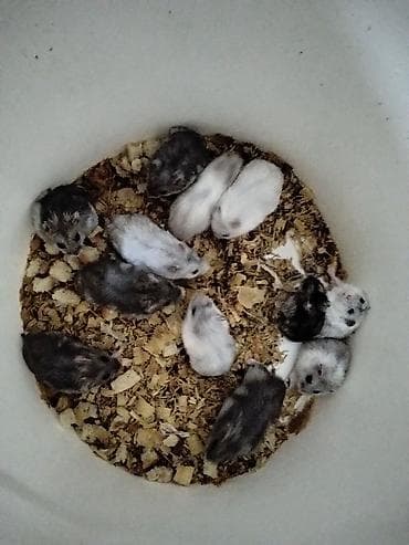 gəmirici: Məhsul: Cırtdan hamsterlər (Djungarian/campbell tipli) Rənglər: tam — 5