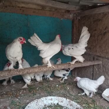 sort toyuq: 10 ədəd təmiz qan balaca sort yaponkalar satılır 7 ayliqdi lar — 2