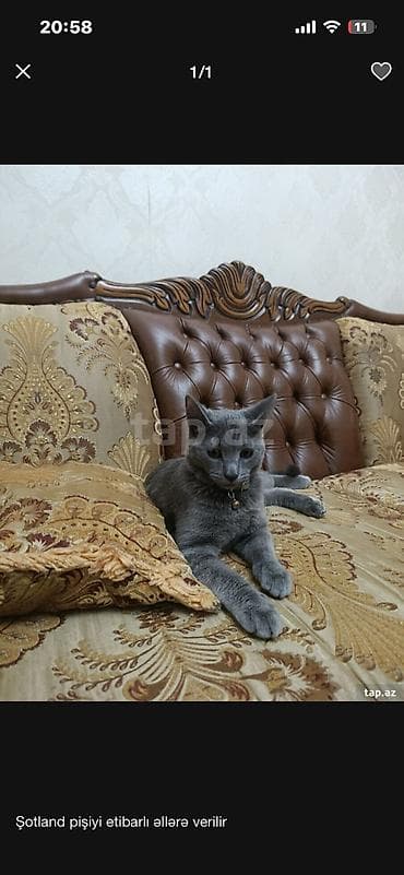 ağ pişiy: Rus mavi, Erkək, Yaxşı əllərə, Ünvandan götürmə — 3