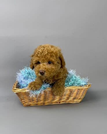 хочу купить маленькую собачку: Пудель — 2