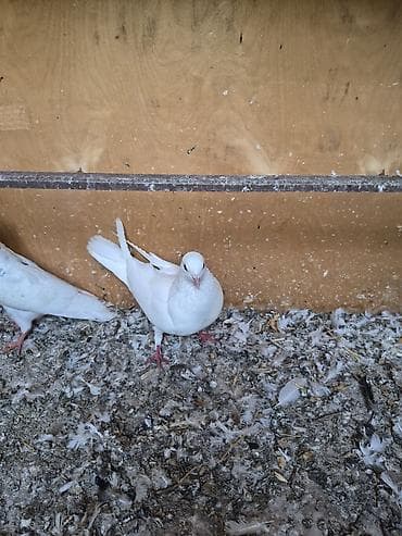 ağ qara pişik: Ağ rəngli bəzək göyərçinləri - Tamamilə ağ lələklər, zərif bədən — 2