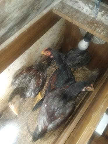 сетка для клетки попугая: Куриные цыплята, Для разведения — 2