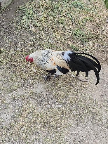 quş yuvalari: Cins xoruz – dekorativ və damazlıq üçün - Növ: dekorativ/damazlıq — 3