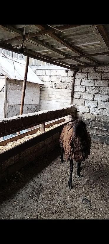 balıq yemi: Qarabaş yerli cins qoç - Rəngi: tünd qəhvəyi, qarabaş - Cinsi: yerli — 3