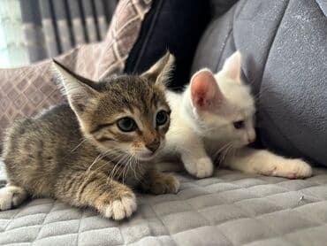 котята в баку бесплатно 2020: Самец, В добрые руки, Бесплатная доставка, Самовывоз, Платная доставка — 2