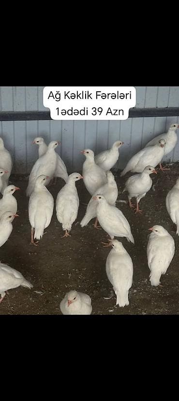 it qiz: -Zümrüdü Qırqovul - cütü 80 m -Gümüşü Qırqovul - cütü 110 m -Ağ — 7