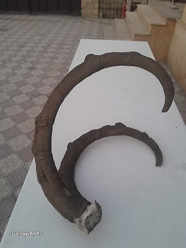 Рога: Məhsul: Dağ keçisi/qoç buynuzu (kəllə hissəsi ilə birlikdə) Təsvir: - — 5