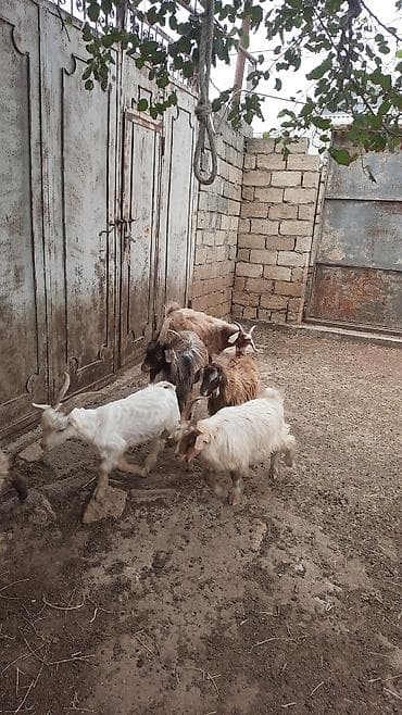 keçi: Cins: yerli uzun tüklü keçilər Məhsul: çoxsaylı keçi sürüsü — 6