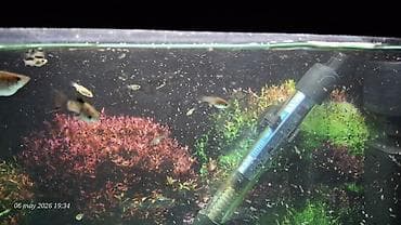akvarium balik: Akvaryum satilir 20 ltr olmalidi icinde 40 qeder bala moli baliqlari — 1