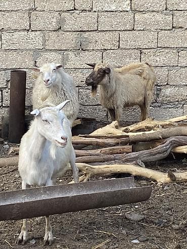 alpin keçi: Salam. Allah hamının malına bərəkət versin. Hamısı Rus keçiləridi.5 — 6