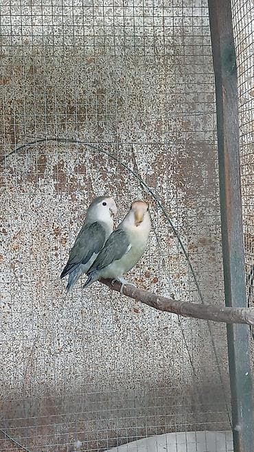 pisikler ucuz: Sevgi quşları (lovebird) cütü - Növ: Kiçik papuqay – sevgi quşları - — 1