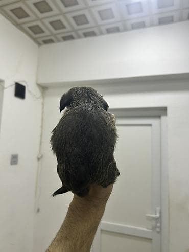 ilan dermani: Malta bolonka, 2 ay, Dişi, Peyvəndli, Pulsuz çatdırılma — 8