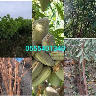 zeytun satışı: Intensif bag salmaq isteyenlere xsusi endrm olnacaq sortlara qaranti — 1