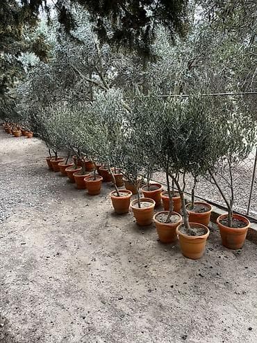 Zeytun ağacları – qablarda

Cox Alan adam endirim eleyecem!!