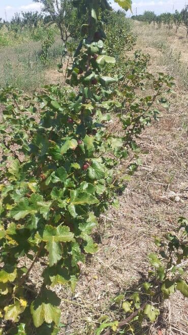 Digər qida məhsulları: Məhsul: Meyvə bağ sahəsi (çoxillik əkililər) Təsvir: - Səliqəli — 2