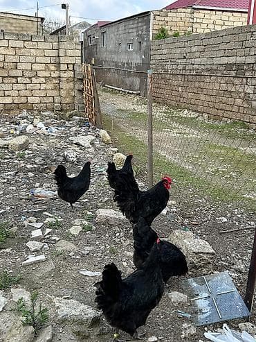 göyerçin damı: Salam avstroloq mayalı yumurtası sifariş qəbul olunur ünvan Binə — 4
