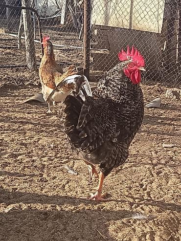 Quşlar: Salam cavan toyuxlardi hamsi saglamdii yumrtyular hamsi her heyvandan — 2