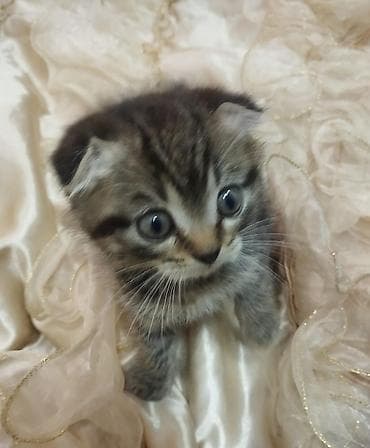 heyvan pişik: Britan, Dişi — 3