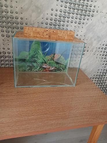 bala kirpi: Şüşə akvarium.baliglarsiz bosh satilir.alt shushesinde catı var. - — 2