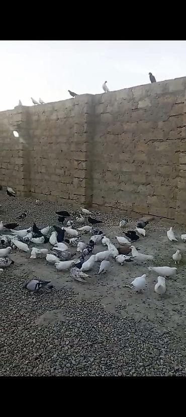 goyercinler: Satılır 80 edəddi 1debedi 4man son qiymətdir.terqitmedi — 1