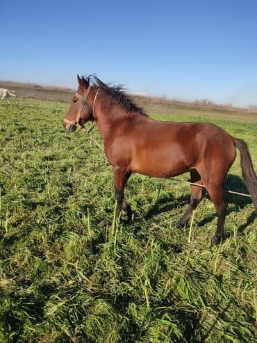 Другие животные: Qəhvəyi rəngli at - Növ: at (sağrı və boyun xətti güclü, sinəsi — 1