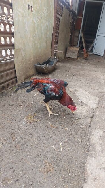 домик для большой собаки: Xoruz, il: 2 — 4