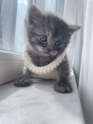 ev quslari adlari: Britan, Erkək — 2