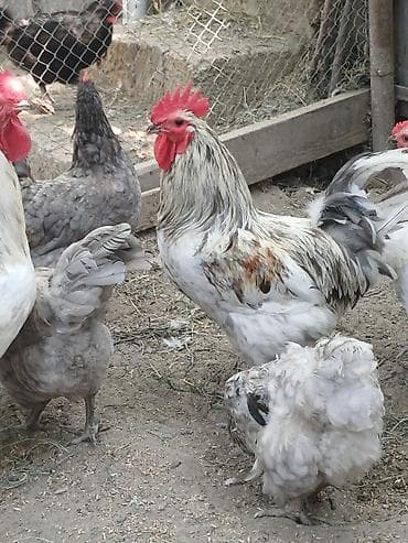 barred rock: Məhsul: Austrolorp və Amaroks toyuqların yumurtası satılır Təsvir: - — 2