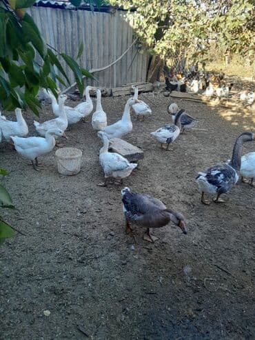 ingilis setter it cinsinin digər adı: Real alici narahat elesin — 3