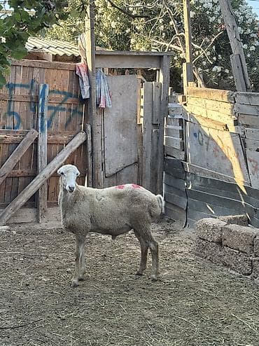 bakida it satisi: Quzu, Erkək, ay: 8, 34 kq, Ətlik, Ünvandan götürmə — 3