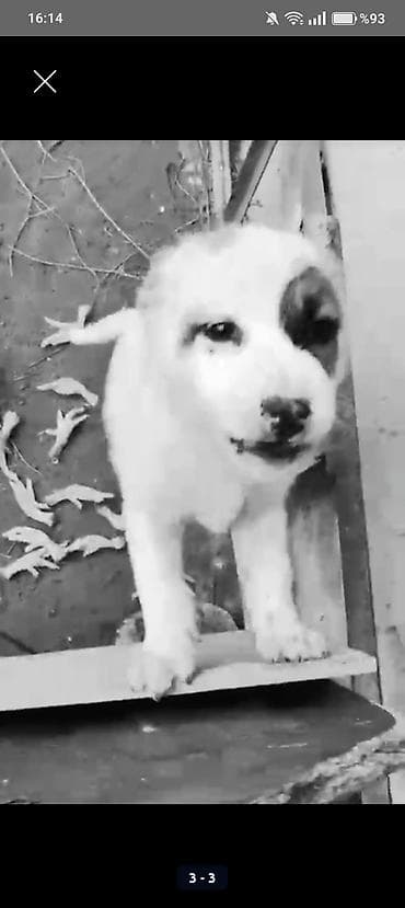 Proton: Tecili satlr satmag istemezdim ama 50 m borcum var sabaha baglanmalıdı — 1