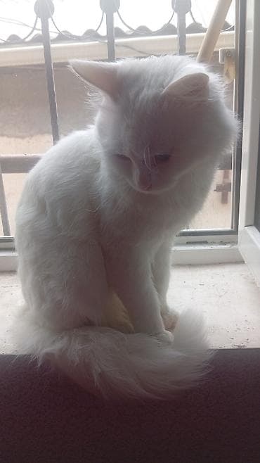 ağ pişik adları: Ağ tüylü, uzun quyruqlu ev pişiyi. - Rəng: tam ağ - Tüklər: uzun — 1