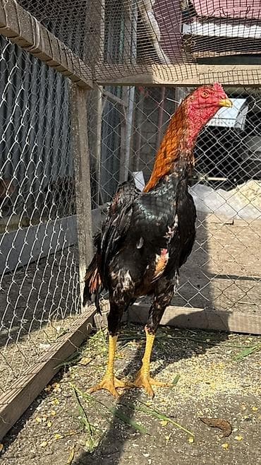 Digər heyvanlar: Məhsul: Uzunboyun, möhkəm quruluşlu heyratı xoruzu (ehtimalən — 4