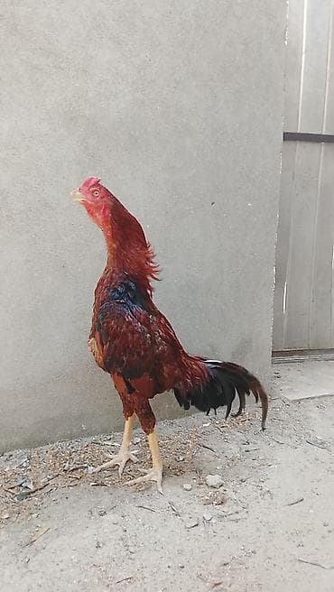 Xoruz, il: >5 lalafo.az -da Xoruz, il: >5