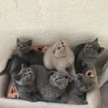 породистые котята даром: Шотландская, Самец, Самка, Самовывоз — 26