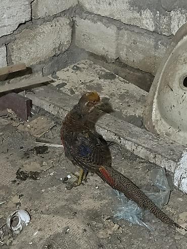 Toyuq: Quşlar 11 aylıqdır bu ay yumurtayacaqlar Qızılı cütü 140 Gümüşü dişi — 2