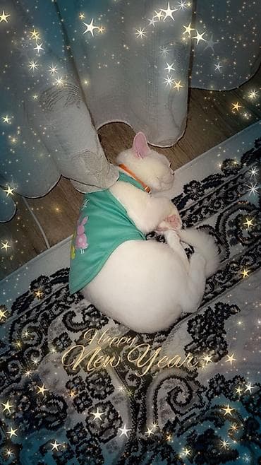 pisik sekileri: Yaxşı əllərə — 2