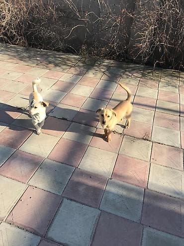 Zvonok, 10 ay, Erkek, Peyvəndli, Ödənişli çatdırılma