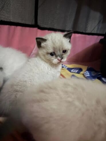 pişik üçün daraq: Ragdoll tipli balaca pişiklər - Rəng: açıq krem/bej bədən, qulaqlar — 2