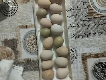 ot bicenler: Məhsul: Təbii ev toyuğu yumurtaları Təsvir: - Kənd şəraitində — 2