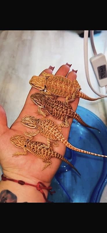 qurd basar: Növ: Bearded Dragon (Pogona vitticeps) aqama balaları qiymetler — 1