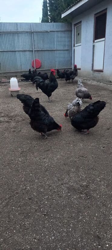 Akvariumlar: Avstrolob yumurtası və cucəsi sifariş olnur sifariş qabagcadan — 2