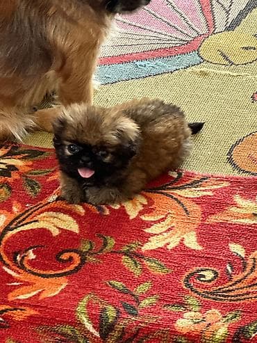 İtlər: Pekines, 3 ay, Ünvandan götürmə — 6