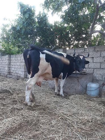 3 qarına cavan temiz ivanovkadi 8 ayın icindedi boğazdıği super — 6
