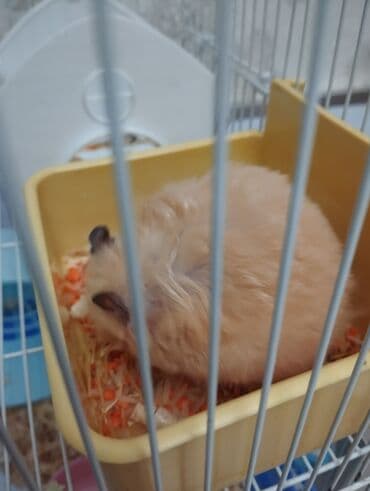 elf bar en ucuz: Hamster və tam dəst qəfəs - Geniş iki mərtəbəli metal qəfəs, mavi — 4