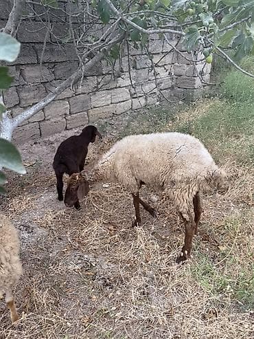 kreditle it satisi: Qoyun və quzu ana bala 1 ci qarindı quzu 1 aylıqdı kim istəsə yığa — 1